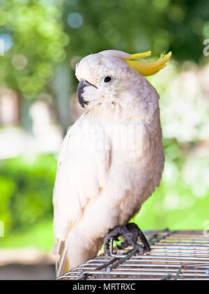 Gelbe crested Australian white Cockatoo, Shiraz, Iran Stockfoto
