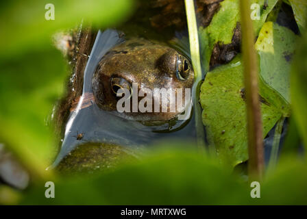 Gemeinsame Frosch im Gartenteich Thaxted Essex England UK Mai 2018 Der grasfrosch (Rana temporaria), auch als gemeinsame europäische Frosch bekannt, Europäische commo Stockfoto