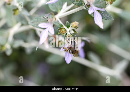 Furry Biene vermutlich ein Kuckuck Biene psithyrus barbutellis schließen bis auf teucrium fruticans Blume echinops oder germander in Italien Pollen sammeln Stockfoto