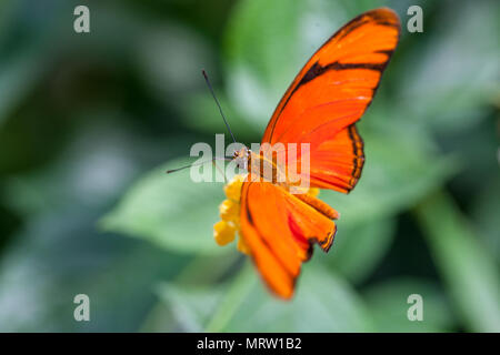 Julia Butterfly, Julia Heliconian (Dryas Iulia) Stockfoto