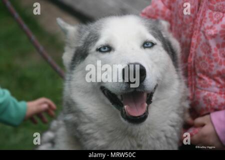 Husky Hunde und Blumen an Eagle Heights Wildlife Foundation Stockfoto