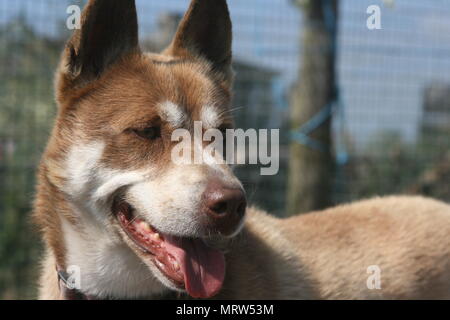 Husky Hunde und Blumen an Eagle Heights Wildlife Foundation Stockfoto