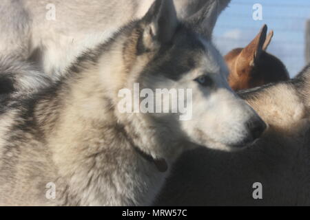 Husky Hunde und Blumen an Eagle Heights Wildlife Foundation Stockfoto