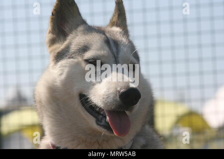 Husky Hunde und Blumen an Eagle Heights Wildlife Foundation Stockfoto