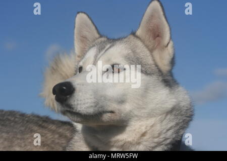 Husky Hunde und Blumen an Eagle Heights Wildlife Foundation Stockfoto