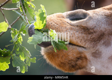 Nahaufnahme eines Giraffe essen lässt. Stockfoto