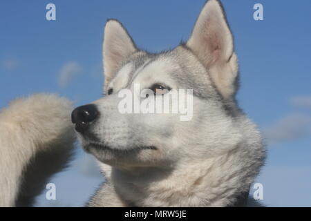 Husky Hunde und Blumen an Eagle Heights Wildlife Foundation Stockfoto