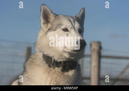 Husky Hunde und Blumen an Eagle Heights Wildlife Foundation Stockfoto
