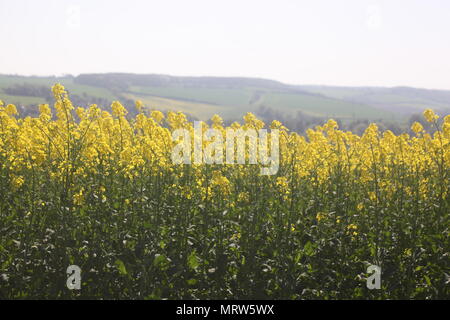 Husky Hunde und Blumen an Eagle Heights Wildlife Foundation Stockfoto
