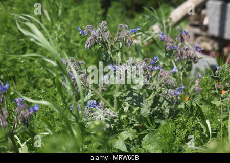 Husky Hunde und Blumen an Eagle Heights Wildlife Foundation Stockfoto