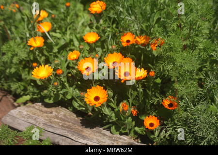 Husky Hunde und Blumen an Eagle Heights Wildlife Foundation Stockfoto