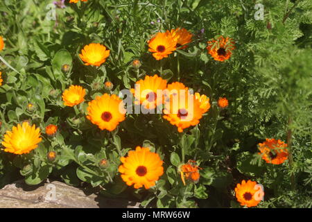 Husky Hunde und Blumen an Eagle Heights Wildlife Foundation Stockfoto