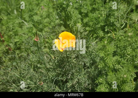Husky Hunde und Blumen an Eagle Heights Wildlife Foundation Stockfoto