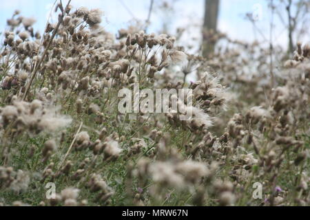 Husky Hunde und Blumen an Eagle Heights Wildlife Foundation Stockfoto