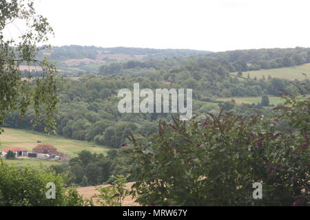 Husky Hunde und Blumen an Eagle Heights Wildlife Foundation Stockfoto