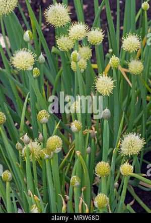 Welsh Zwiebel Allium fistulosum Norfolk kann Stockfoto