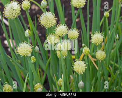 Welsh Zwiebel Allium fistulosum Norfolk kann Stockfoto