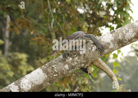 Wasser Monitor drehen auf einem Baum Stockfoto