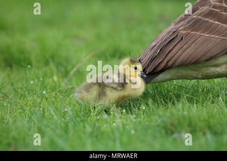 Eine kleine Kanadagans gosling bleibt nah an Mutter Gans auf einer Wiese im Frühjahr Stockfoto