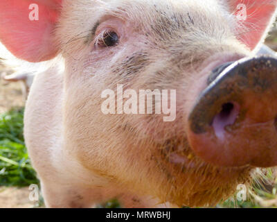 Hausschwein (Sus scrofa domestica) Ferkel, neugierig, Porträt, Nahaufnahme, Mallorca, Balearen, Spanien Stockfoto