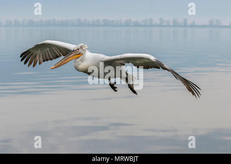 Krauskopfpelikan (Pelecanus crispus), im Flug über das Meer, Kerkini See, Mazedonien, Griechenland Stockfoto