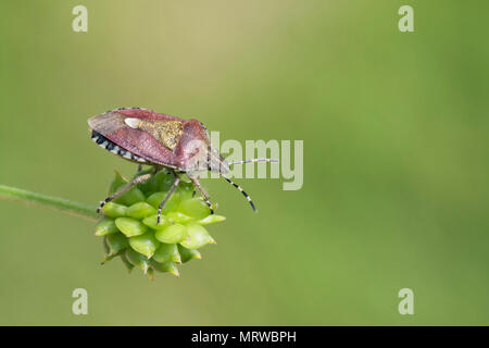 Behaart (Dolycoris baccarum Shieldbug), auf ein Same pod, South Wales, Großbritannien Stockfoto