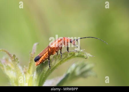 Gemeinsame rot Soldat Käfer (Rhagonycha fulva), thront auf einem Nessel, South Wales, Großbritannien Stockfoto