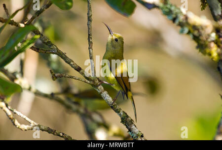 Green-tailed Sunbird (angkanensis Aethopyga nipalensis), weiblich, sitzend auf Zweig im Baum, Doi Inthanon, Provinz Chiang Mai Stockfoto