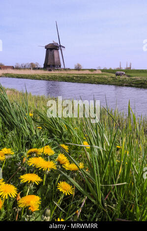 Windmühle auf einem Kanal der Niederlande in den Frühling mit einem Schaf auf dem Hügel. Stockfoto