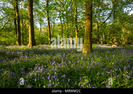 Bluebells im bewaldeten Bereich nahe Rydal Wasser im Lake District in Cumbria Stockfoto