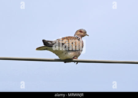 Turteltaube lateinischer Name streptopelia turtur Erwachsener in der Nähe nicht ein collared Dove oder Taube gefährdeten Status auf einen Draht im Frühjahr in Italien gehockt Stockfoto