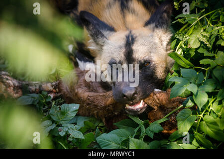 Afrikanische Jagd Hund Fütterung auf ein Tier Bein, ZSL London Zoo, UK. Stockfoto