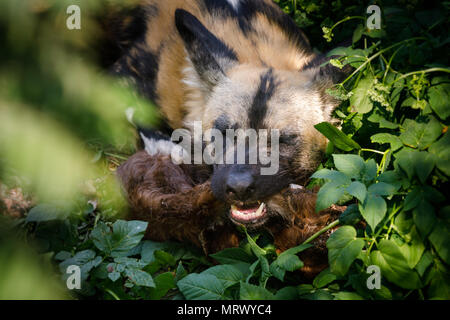 Afrikanische Jagd Hund Fütterung auf ein Tier Bein, ZSL London Zoo, UK. Stockfoto