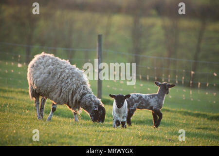 Schafe und Lämmer in einem Feld in North Yorkshire, England, Großbritannien Stockfoto
