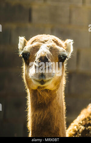 Blick auf Nahaufnahme von Kamel in der Wüste von Iran Stockfoto