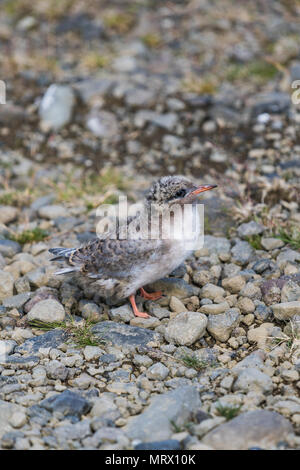 In der Nähe des reizenden jungen Möwe am Strand in Island Stockfoto