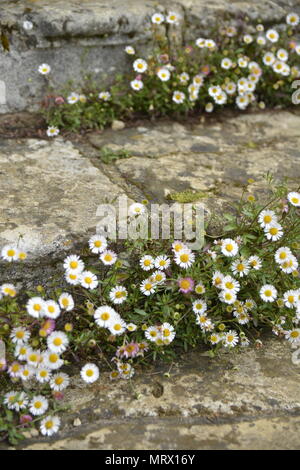 Gänseblümchen wachsen auf Steinstufen, Canons Ashby House, Northamptonshire Stockfoto