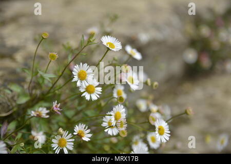 Gänseblümchen wachsen auf Steinstufen, Canons Ashby House, Northamptonshire Stockfoto