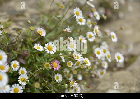 Gänseblümchen wachsen auf Steinstufen, Canons Ashby House, Northamptonshire Stockfoto