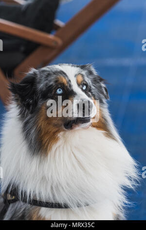 Portrait von blue merle Border Collie mit blauen Augen Island Stockfoto