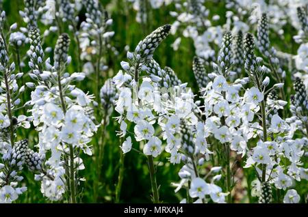 Veronica austriaca Tissington weiß Speedwell Türme von weißen Blumen Stockfoto