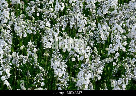 Veronica austriaca Tissington weiß Speedwell Türme von weißen Blumen Stockfoto