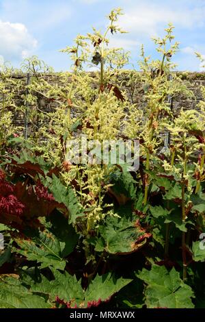 Rheum palmatum var. Zierpflanzen tanguticum Rhabarber Stockfoto