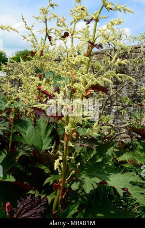 Rheum palmatum var. Zierpflanzen tanguticum Rhabarber Stockfoto