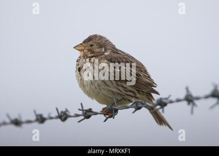 Corn Bunting (Miliaria calandra) thront das Singen auf einem Stacheldrahtzaun auf North Uist, Schottland, im Regen. Stockfoto