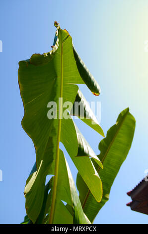 Bananenblätter, Ansicht von unten gegen einen strahlend blauen Himmel Stockfoto