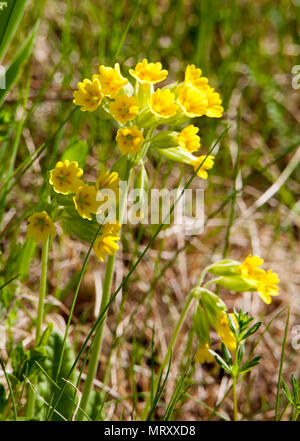 Schlüsselblume Primula Veris 2018 Stockfoto