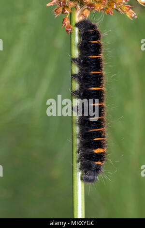 Fox Moth Caterpillar (Macrothylacia Rubi) ruht auf Juncus stammen. Tipperary, Irland Stockfoto