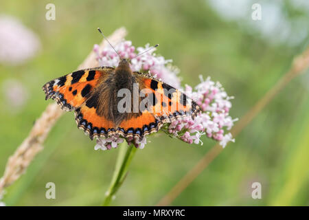 Schmetterling kleiner Fuchs (Nymphalis urticae) auf Blume thront. Tipperary, Irland Stockfoto