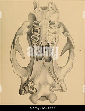 " Transaktionen der amerikanischen philosophischen Gesellschaft" (1771) Stockfoto